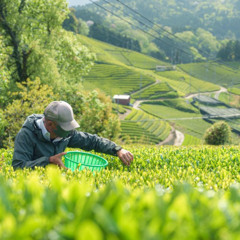 100 year old matcha farmer