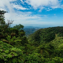 Jungle Wild and Free