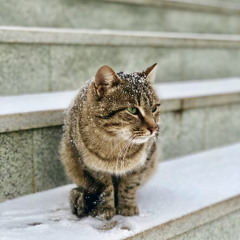 MONTAGEM VOZES TALENTINHO - Super Slowed