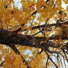 I Miss Those Days When Chordie Hopped