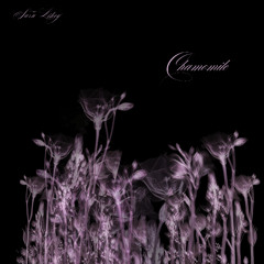 you made me chamomile