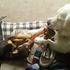 Red Tulips (2010 home recording)