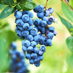 Fraudway Skully - Blueberry