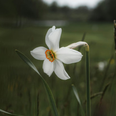Daffodil