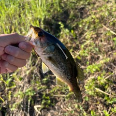 헤일로링 챌린지2 배속