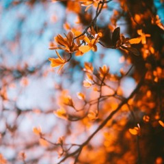 Trees and dead leaves .mp3