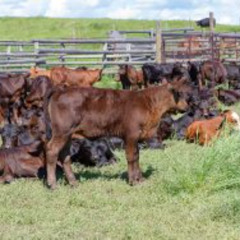 Canada Beefs Up Its Defence Against Foot and Mouth Disease