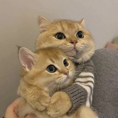 Cuddle vibes