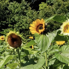 Sunflowers