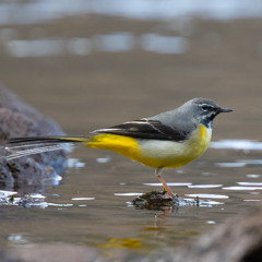 Grey Wagtail Stream S - MixPre-7653