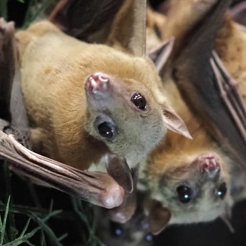 Listen to the social chatter of Egyptian fruit bats
