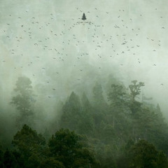 swamp