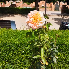 Willing to be perfect By You (FTTL) China/Germany/Romania/Spain