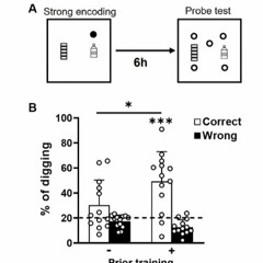 Cognitive Rescue in Aging Through Prior Training