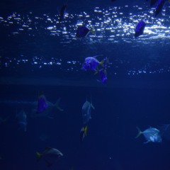 Song no.1 on Eagle EP (demo)