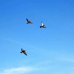 D Double E - Birds In The Sky