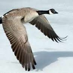 Oies sauvages (Michel Delpech - Le chasseur - Remix)