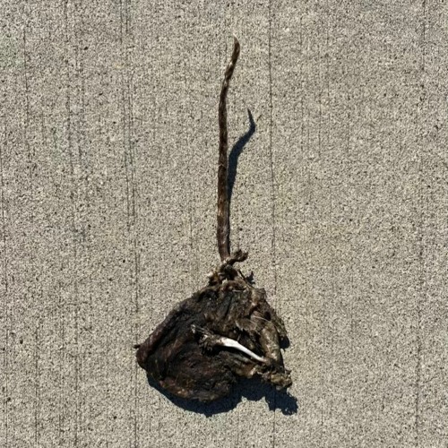 STATE INSECT- REVERSE GNOSIS