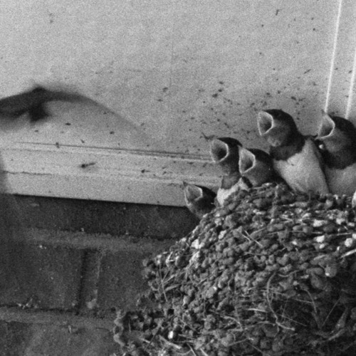 B2 Fledglings