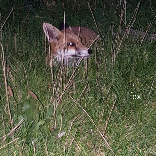 i dont know why i bite