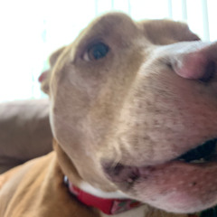 DOG ATE THE PECAN PIE!