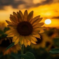 Jolene by dolly parton