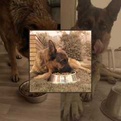 dogfood (LΣΘ scraps)