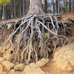 Came Back as a Tree