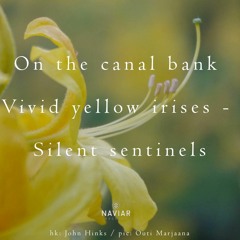 On The Canal Bank/ Sentinels(naviarhaiku494)