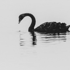 Black Swan Reprise