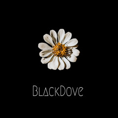 The Kings (Remastered 2024)