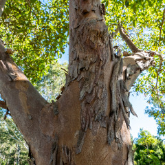 lophostemon confertus