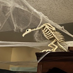 Vulture (prod. phantom plugg)