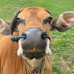 Ep3 Canggu Deep Tech Minimal / LOVE BALI VIBE