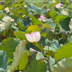 通霄荷花鐵道歌.mp3