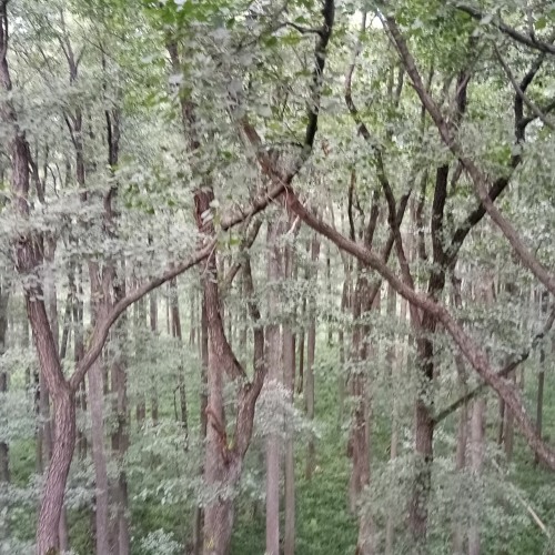 JAREK - MATUSIAK - Rykowisko Jeleni/rut of Red Deer