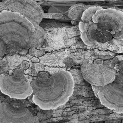 When Birds, As Lizards