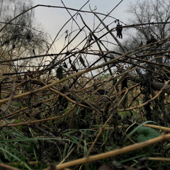 Rotting Grass and the Swamps