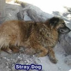 Akim Durst Seismic Court