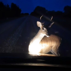 Deer in the headlights