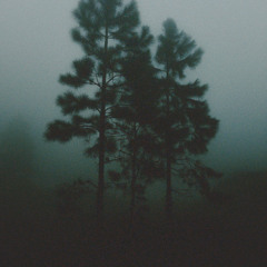 Among Trees (Rework)