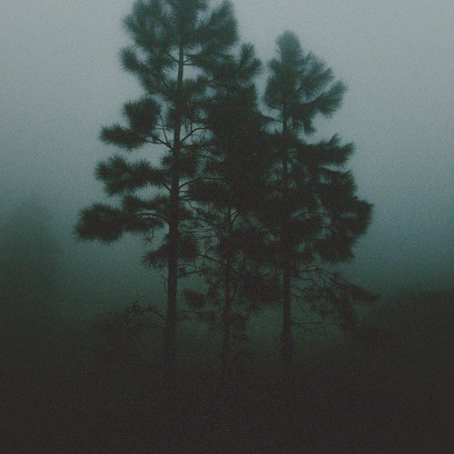 Among Trees (Rework)