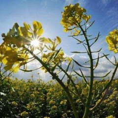 DatManKnew - Mustard Seed