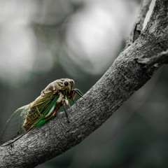 putting the cicadas to sleep