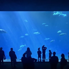aquarium sleepover