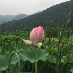 dollphin acuatic 🫧🧊🍃🌴🌳🌊🌬️🫧💧🏝️🌀🐬🐠