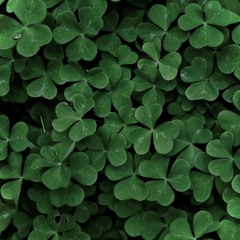 Sammy’s 4 Leaf Clover