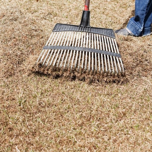 Stream episode When Is the Best Time to Dethatch Your Lawn? Denver’s