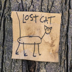 Lost Cat