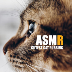 Cat Purr 1